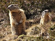 41 Al fischio della prima due altre marmotte si mettono in attenta sentinella